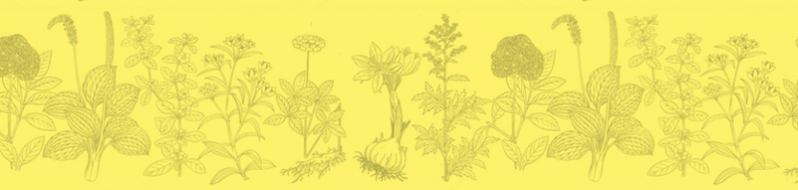 薬用植物イラスト