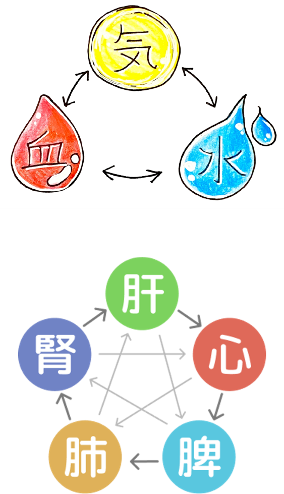 気血水イメージ、五臓（肝心脾肺腎）イメージ